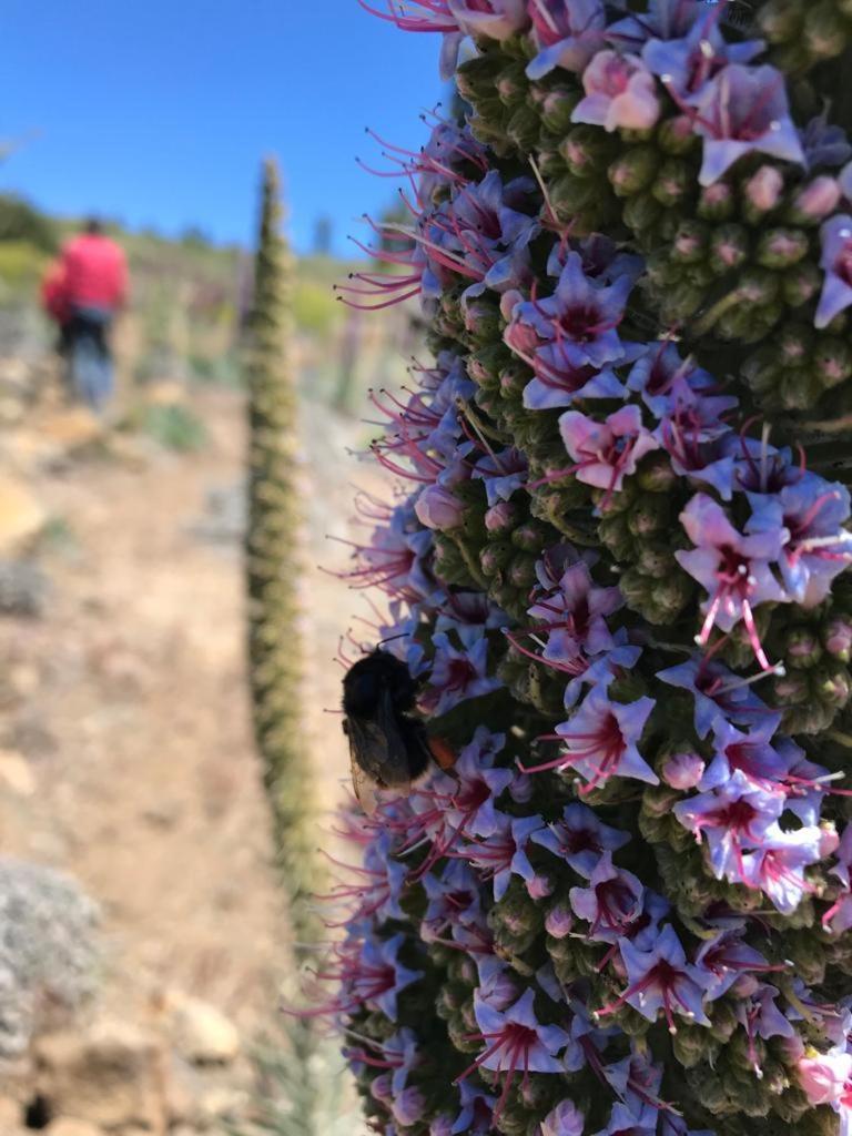Finca Caboquitos Garafía Eksteriør billede